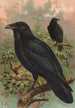 Corvus corax - Johann Friedrich Naumann — visning af kunstværket
