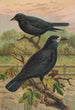 Corvus frugilegus - Johann Friedrich Naumann — visning af kunstværket