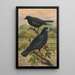 Corvus frugilegus - Johann Friedrich Naumann — indrammet kunstværk på væggen