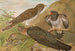 Cuculus canorus L - Johann Friedrich Naumann — visning af kunstværket
