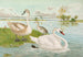 Cygnus olor - Johann Friedrich Naumann — visning af kunstværket