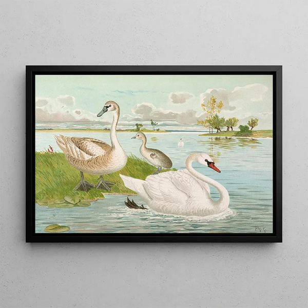 Johann Friedrich Naumann - Cygnus olor.webp