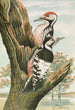 Dendrocopus leuconotus - Johann Friedrich Naumann — visning af kunstværket