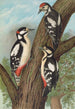 Dendrocopus major - Johann Friedrich Naumann — visning af kunstværket