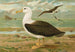 Diomedea melanophrys Boie Albatros à sourcils noirs - Johann Friedrich Naumann — visning af kunstværket