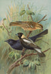 Dolichonyx oryzivorus Molothrus Cabanisii Cassin - Johann Friedrich Naumann — visning af kunstværket