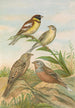 Emberiza aureola Pall Emberiza caesia Cretschmar - Johann Friedrich Naumann — visning af kunstværket