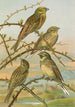 Emberiza citrinella Emberiza cirlus - Johann Friedrich Naumann — visning af kunstværket