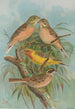 Emberiza hortulana Emberiza luteola Sparrm Emberiza chrysophrys Pall - Johann Friedrich Naumann — visning af kunstværket