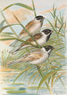 Emberiza intermedia Michahelles Emberiza palustris Savi Emberiza pyrrhuloides Pall - Johann Friedrich Naumann — visning af kunstværket
