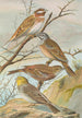 Emberiza leucocephala Gmel Emberiza cia Emberiza cinerea Strickl - Johann Friedrich Naumann — visning af kunstværket