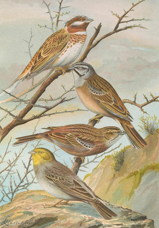 Johann Friedrich Naumann - Emberiza leucocephala Gmel Emberiza cia Emberiza cinerea Strickl.webp
