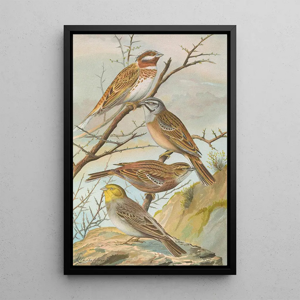 Johann Friedrich Naumann - Emberiza leucocephala Gmel Emberiza cia Emberiza cinerea Strickl.webp