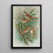 Emberiza rustica Pall Emberiza pusilla Pall - Johann Friedrich Naumann — indrammet kunstværk på væggen