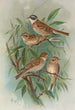 Emberiza rustica Pall Emberiza pusilla Pall - Johann Friedrich Naumann — visning af kunstværket