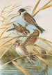 Emberiza schoeniclus - Johann Friedrich Naumann — visning af kunstværket