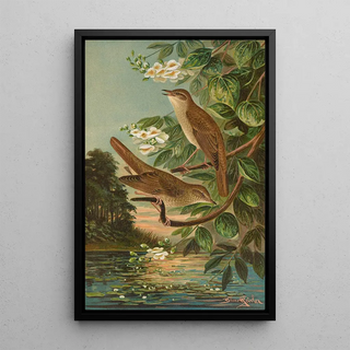 Johann Friedrich Naumann - Erithacus luscinia Erithacus philomela.webp