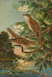 Erithacus luscinia Erithacus philomela - Johann Friedrich Naumann — visning af kunstværket