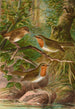 Erithacus rubeculus - Johann Friedrich Naumann — visning af kunstværket