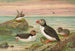Fratercula arctica L Macareux arctique - Johann Friedrich Naumann — visning af kunstværket