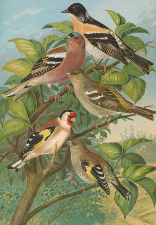 Johann Friedrich Naumann - Fringilla montifringilla Fringilla coelebs Carduelis carduelis.webp