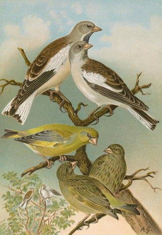 Johann Friedrich Naumann - Fringilla nivalis Chloris chloris.webp