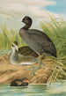 Fulica atra - Johann Friedrich Naumann — visning af kunstværket