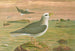 Fulmarus glacialis, petrel fulmar - Johann Friedrich Naumann — visning af kunstværket