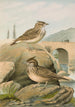 Galerida cristata Galerida Theklae - Johann Friedrich Naumann — visning af kunstværket