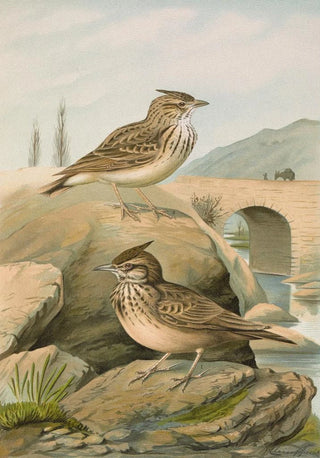 Johann Friedrich Naumann - Galerida cristata Galerida Theklae.webp