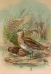 Gallinago gallinago - Johann Friedrich Naumann — visning af kunstværket