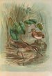 Gallinago gallinula - Johann Friedrich Naumann — visning af kunstværket