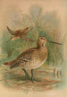 Gallinago major - Johann Friedrich Naumann — visning af kunstværket
