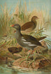 Gallinula chloropus - Johann Friedrich Naumann — visning af kunstværket