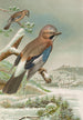 Garrulus glandarius - Johann Friedrich Naumann — visning af kunstværket