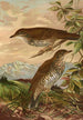 Geocichla mollissima - Johann Friedrich Naumann — visning af kunstværket