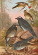 Geocichla sibirica - Johann Friedrich Naumann — visning af kunstværket