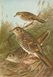 Geocichla varia Geocichla dauma - Johann Friedrich Naumann — visning af kunstværket