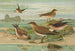Glareola pratincola Glareola melanoptera Nordm - Johann Friedrich Naumann — visning af kunstværket