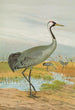 Grus grus - Johann Friedrich Naumann — visning af kunstværket