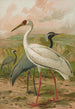 Grus virgo Grus leucogeranus Pall - Johann Friedrich Naumann — visning af kunstværket