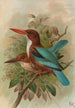 Halcyon smyrnensis - Johann Friedrich Naumann — visning af kunstværket