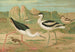Himantopus himantopus Recurvirostra avocetta - Johann Friedrich Naumann — visning af kunstværket