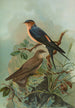 Hirundo rufula Temm Biblis rupestris - Johann Friedrich Naumann — visning af kunstværket