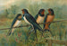 Hirundo rustica Hirundo rustica Savignii - Johann Friedrich Naumann — visning af kunstværket