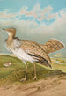 Houbara Macqueeni Gray - Johann Friedrich Naumann — visning af kunstværket
