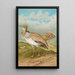 Houbara Macqueeni Gray - Johann Friedrich Naumann — indrammet kunstværk på væggen