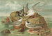 Hydrochelidon fissipes, Hydrochelidon hybrida, Hydrochelidon nigra - Johann Friedrich Naumann — visning af kunstværket