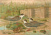 Hydrochelidon hybrida Hydrochelidon fissipes Hydrochelidon nigra - Johann Friedrich Naumann — visning af kunstværket