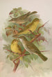 Hypolais pallida philomela polyglotta olivetorum - Johann Friedrich Naumann — visning af kunstværket